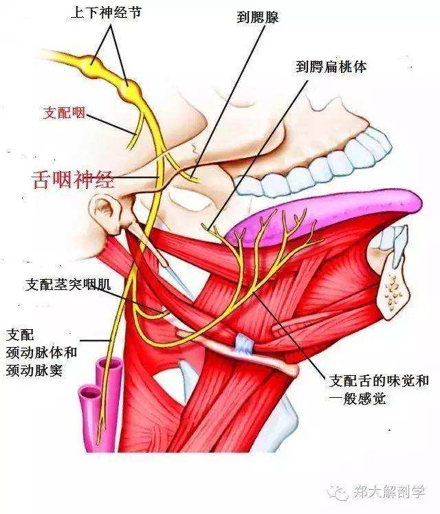 唇部神经分布图图片