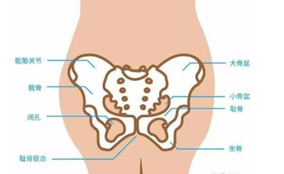 女性的耻骨联合有一定的可动性,在妊娠后期,耻骨联合可出现轻度的分离