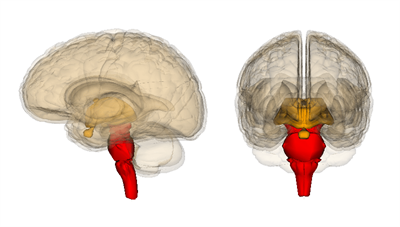 Brainstem.png